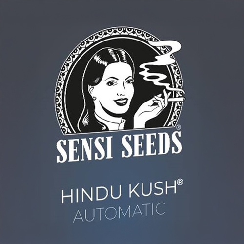 Sensi Seed, Hindu Kush Automa®, 3 Seeds, Fem.auto-SEED09AU-Sensi Seeds_4.jpg