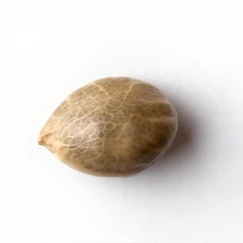 Sensi Seed, Afghani #1®, 3 Seeds, Feminized-SEED322-Sensi Seeds_2.jpg