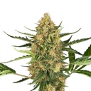 Sensi Seed, Blueberry Bubblegum, 3 Seeds, Fem.auto