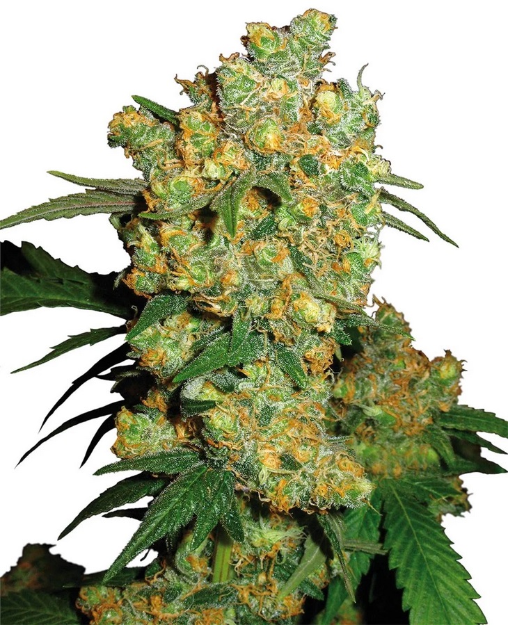 Sensi Seed, Big Bud®, 3 Seeds, Feminized