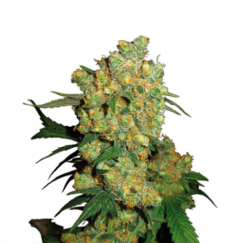 Sensi Seed, Big Bud®, 3 Seeds, Feminized