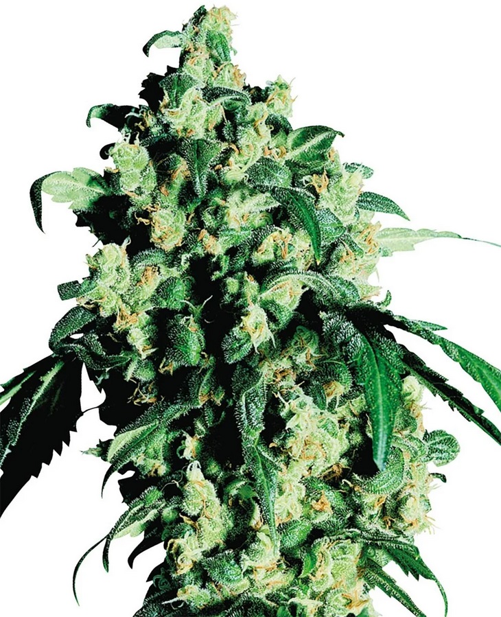 Sensi Seed, Super Skunk®, 3 Seeds, Feminized