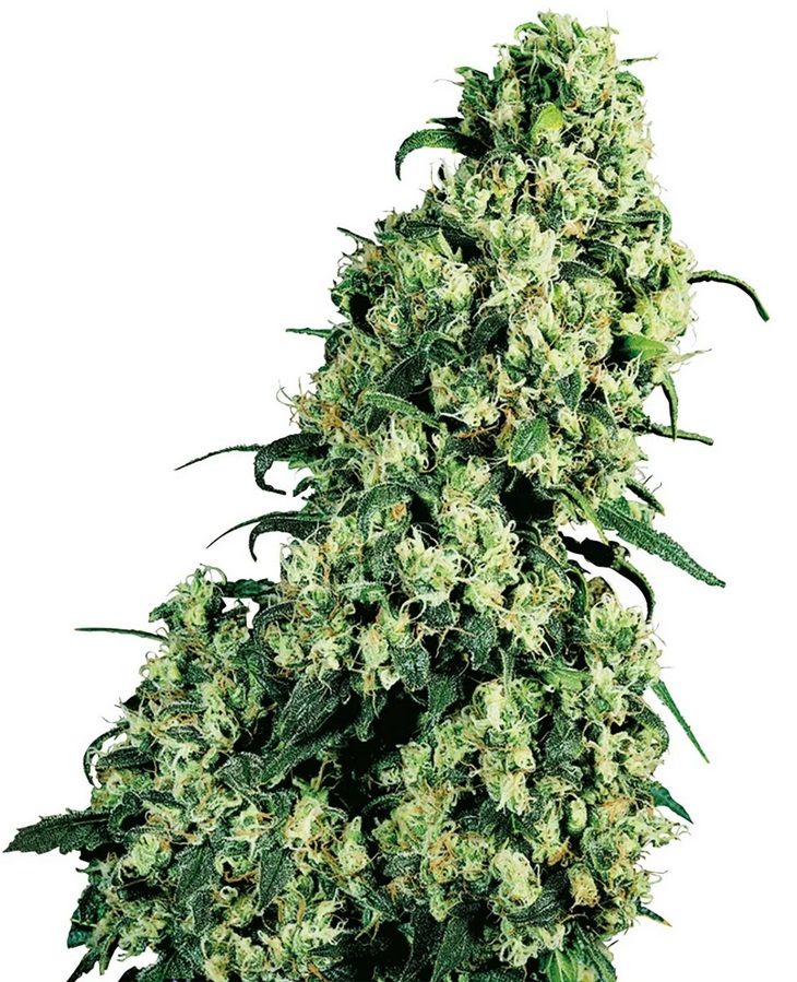 Sensi Seed, Skunk No1®, 3 Samen, feminisiert