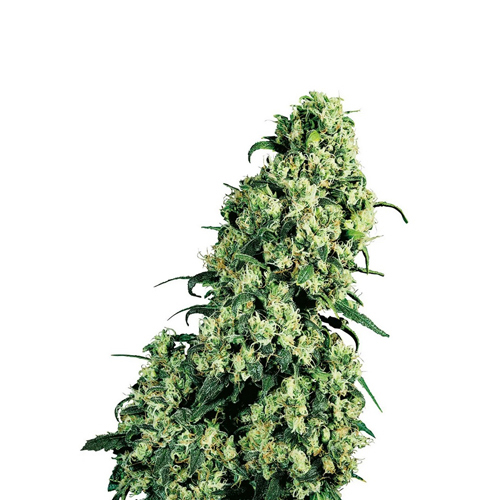 Sensi Seed, Skunk No1®, 3 Seeds, Feminized