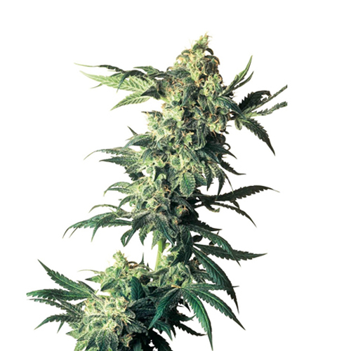 Sensi Seed, Northern Lights®, 3 Samen, feminisiert