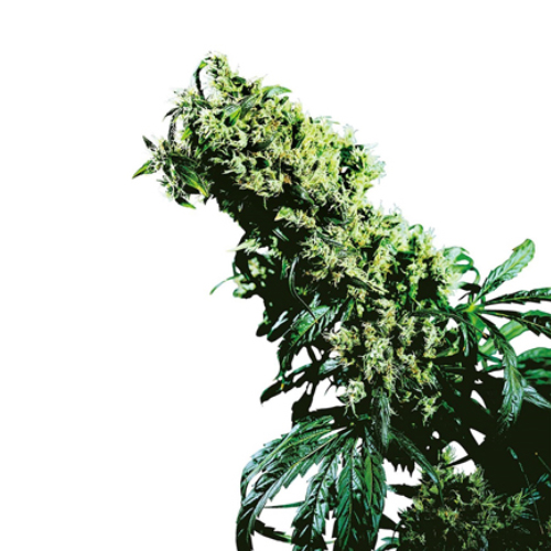 Sensi Seed, NL5 X Haze®, 3 Seeds, Fem.