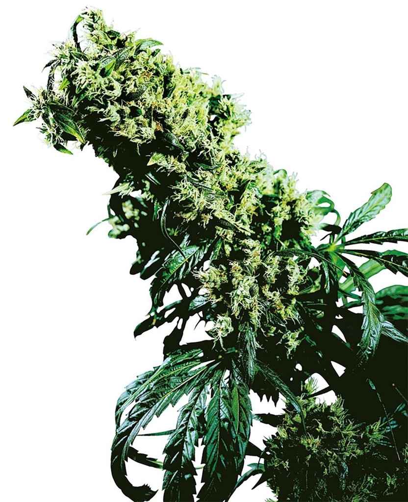 Sensi Seed, NL5 x Haze®, 3 Samen, fem.