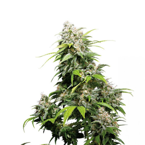 Sensi Seed, California Indica®, 3 Samen, feminis.
