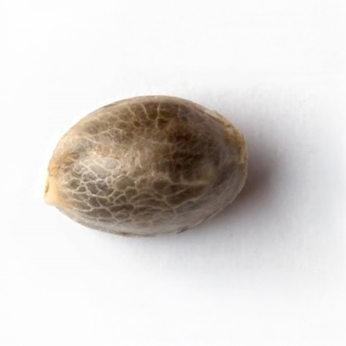 Sensi Seed, California Indica®, 3 Samen, feminis.