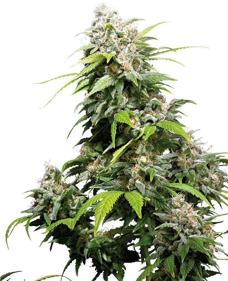 Sensi Seed, California Indica®, 3 Samen, feminis.