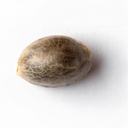 Sensi Seed, California Indica®, 3 Samen, feminis.