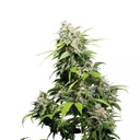 Sensi Seed, California Indica®, 3 Seeds, Feminized
