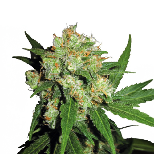 Sensi Seed, Sensi Skunk®, 3 Samen, feminisiert
