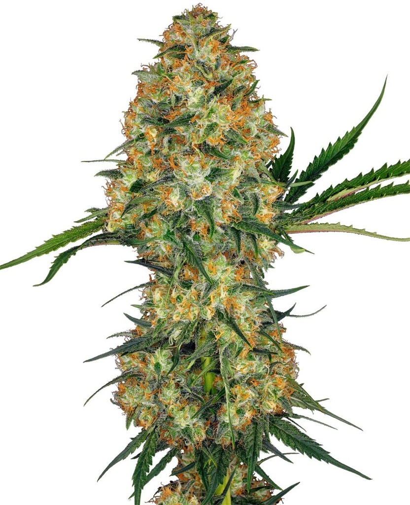 Sensi Seed, Hindu Kush®, 3 Samen, feminisiert