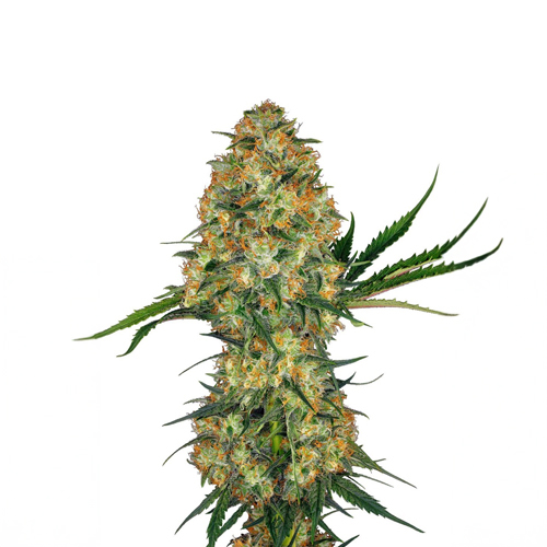Sensi Seed, Hindu Kush®, 3 Seeds, Feminized