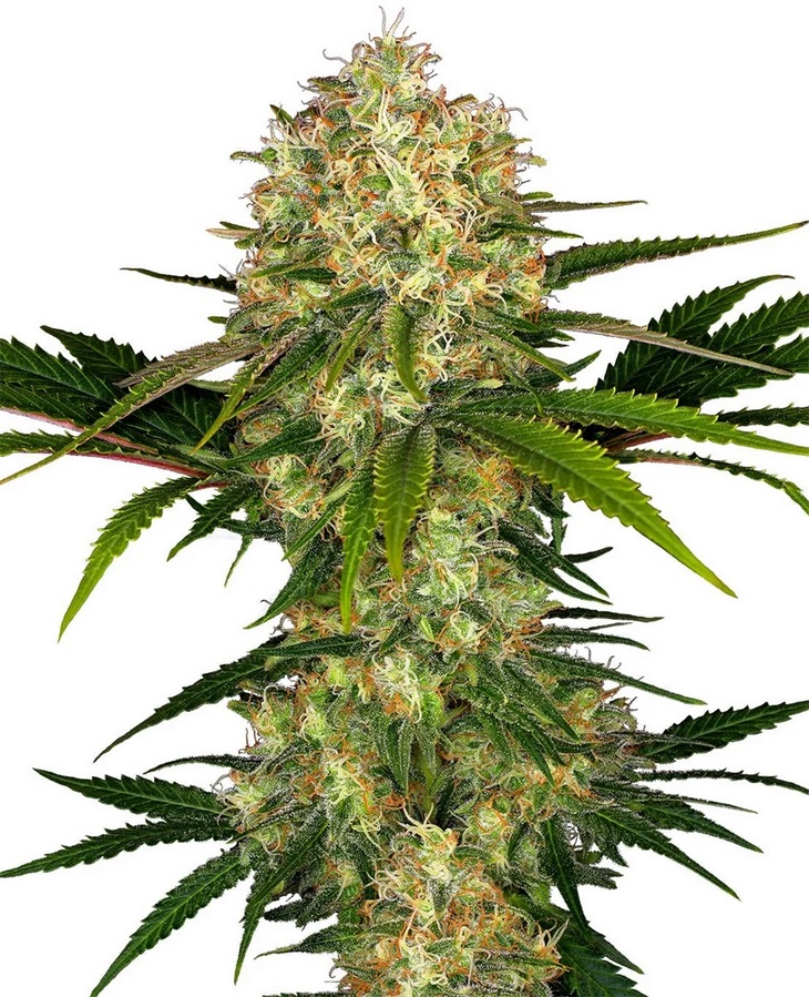 Sensi Seed, Afghani #1®, 3 Samen, feminisiert