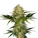 Sensi Seed, Afghani #1®, 3 Samen, feminisiert