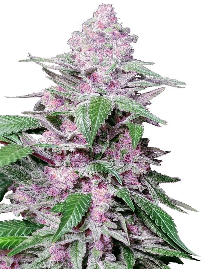 Sensi Seed, Purple Cookie Kush, 3 Seeds, Fem.
