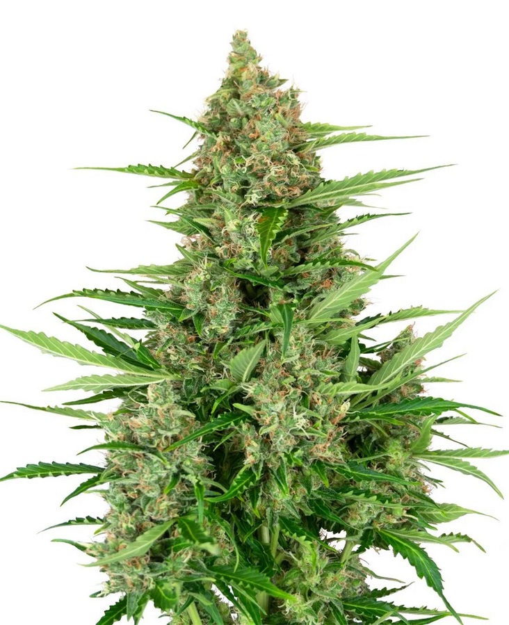 Sensi Seed, Double Kush Cake, 3 Samen, fem. autofl