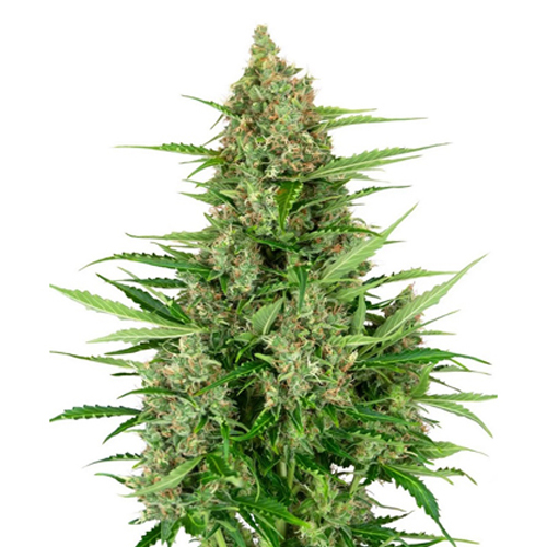 Sensi Seed, Double Kush Cake, 3 Samen, fem. autofl
