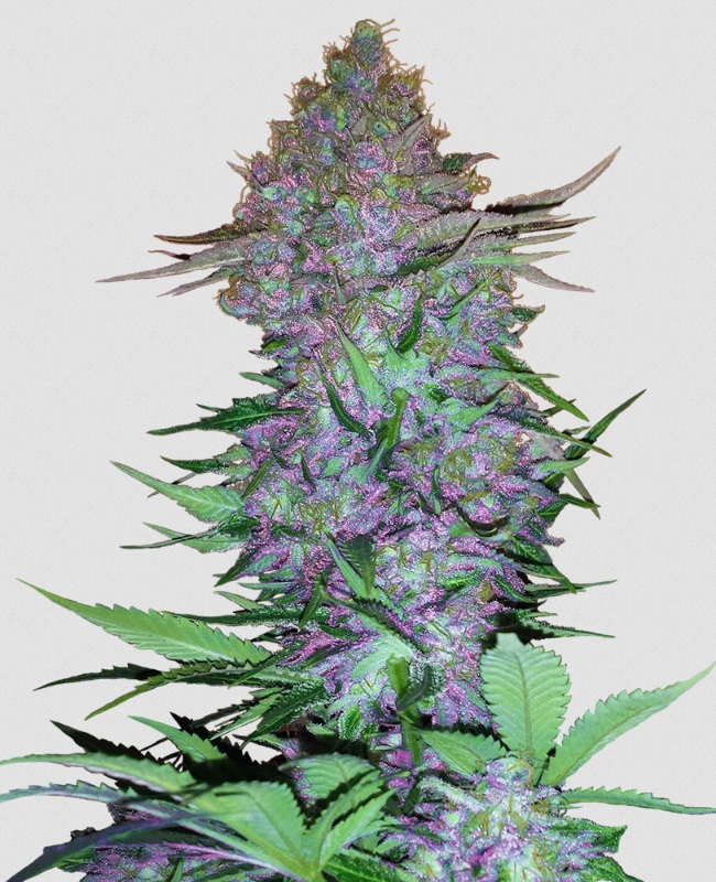 Sensi Seed, Purple Skunk, 3 Samen, fem. autofl