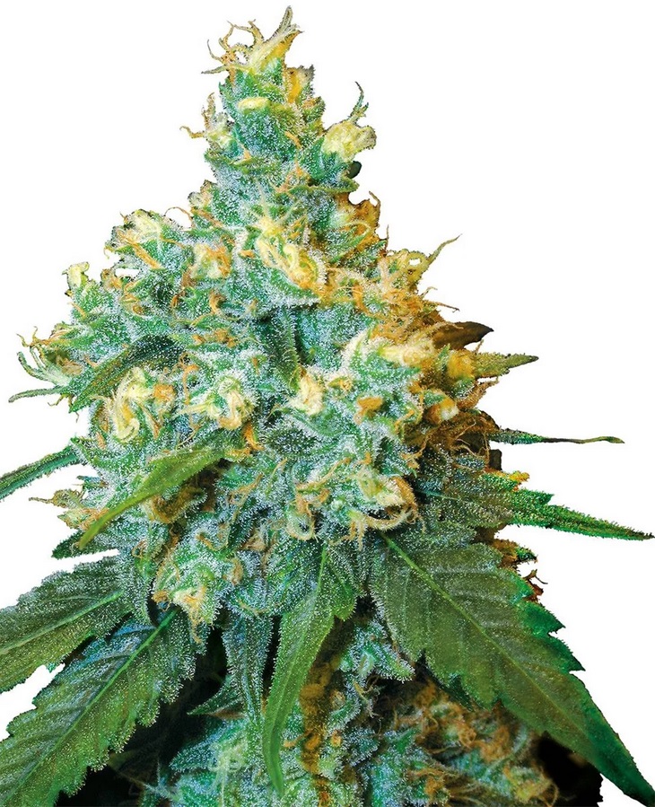 Sensi Seed, Jack Herer®, 3 Samen, feminisiert