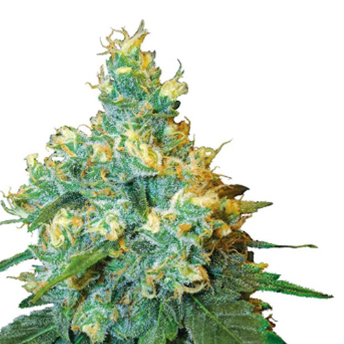 Sensi Seed, Jack Herer®, 3 Seeds, Feminized