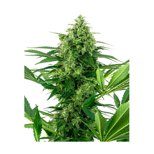 Sensi Seed, Banana Frosting, 3 Samen, feminisiert