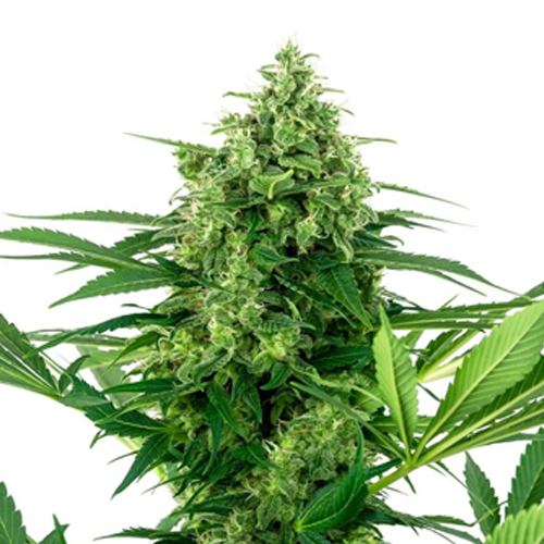 Sensi Seed, Banana Frosting, 3 Seeds, Feminized