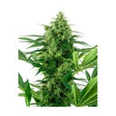 Sensi Seed, Banana Frosting, 3 Samen, feminisiert