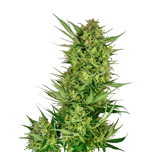 Sensi Seed, Buttercream Gelato, 3 Samen, feminis.