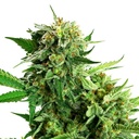 Sensi Seed, Blackberry Cake, 3 Samen, feminis.