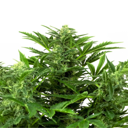 Sensi Seed, Mandarine P., 3 Seeds, Fem. Autoflow.