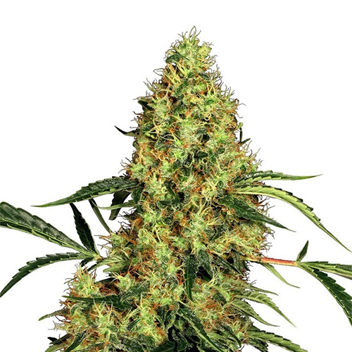 Sensi Seed, Mexican Sativa®, 3 Seeds, Feminized