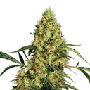 Sensi Seed, Mexican Sativa®, 3 Seeds, Feminized