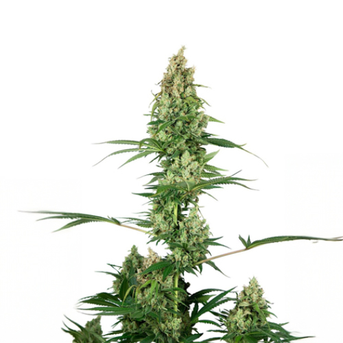 Sensi Seed, Silber Fire®, 3 Seeds, Feminized
