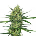 Sensi Seed, Tangerine Sugar®, 3 Seeds, Feminized