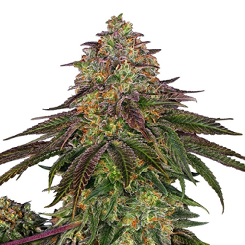 Sensi Seed, Sweet Cherry Kush ®, 3 Samen, feminis.