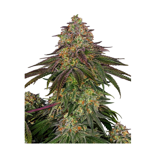 Sensi Seed, Sweet Cherry Kush ®, 3 Samen, feminis.