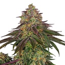 Sensi Seed, Sweet Cherry Kush®, 3 Seeds, Feminized