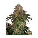 Sensi Seed, Sweet Cherry Kush®, 3 Seeds, Feminized