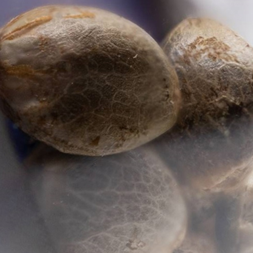 Sensi Seed, Sensi Skunk Auto®, 3 Samen, fem.auto