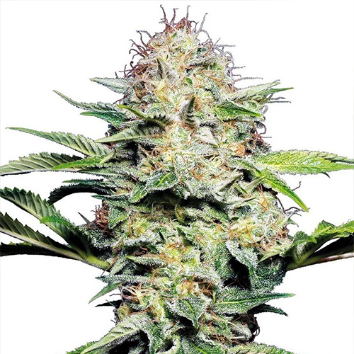 Sensi Seed, Sensi Skunk Auto®, 3 Seeds, Fem.auto