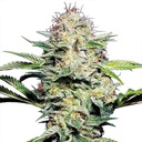 Sensi Seed, Sensi Skunk Auto®, 3 Samen, fem.auto