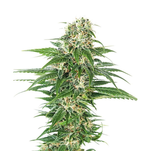 [SEED07AU] Sensi Seed, Early Skunk Autom®, 3 Seeds, Fem.auto
