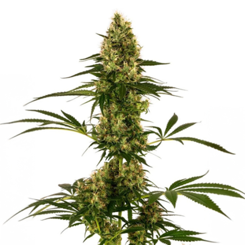 Sensi Seed, Blau Bullet Auto®, 3 Samen, fem. auto.