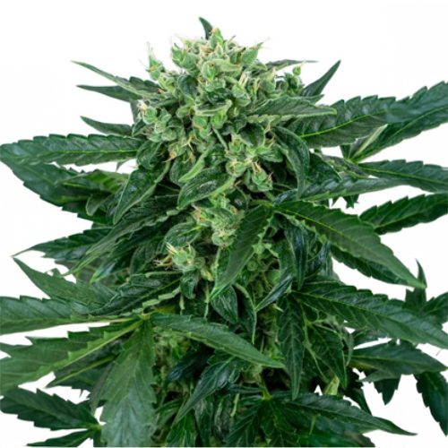 Sensi Seed, Sensi Amnesia Auto, 3 Seeds, Fem.auto