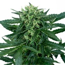 Sensi Seed, Sensi Amnesia Auto, 3 Samen, fem.auto