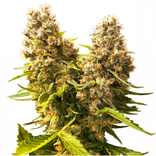 Sensi Seed, Banana Kush Cake, 3 Samen, fem.autofl.