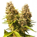 Sensi Seed, Banana Kush Cake, 3 Samen, fem.autofl.